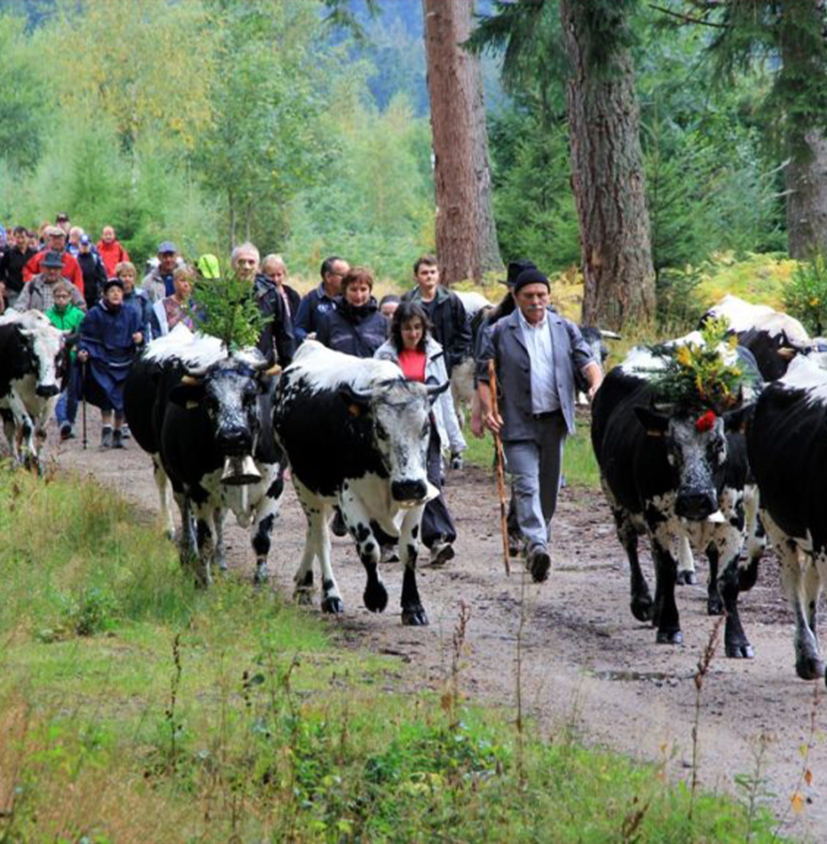 NOUVEAU Fête de la transhumance et de la tourte à Munster - Dimanche 13 septembre 2026