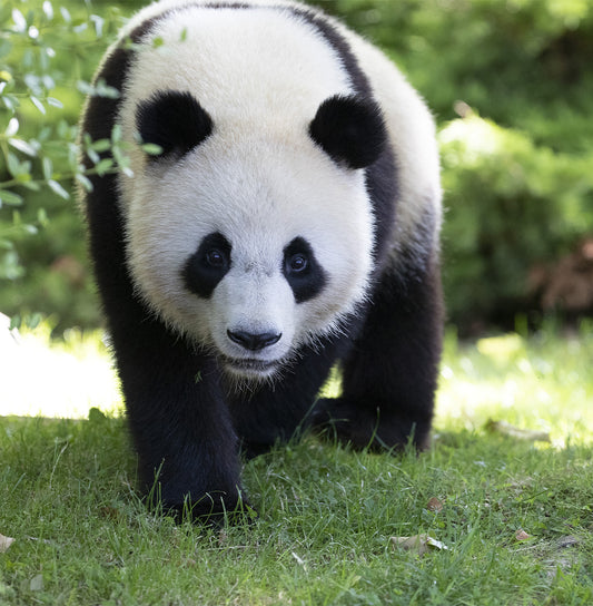 NOUVEAU Le zoo parc de Beauval - 2 et 3 août 2025